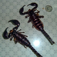 050327-Two-scorpions
