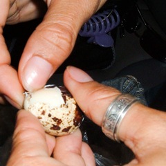 050421-A-hard-boiled-quail-egg