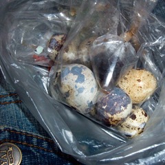 050421-hard-boiled-quail-eggs