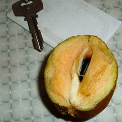 Halved sapodilla 050506-sapodillo
