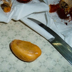 Salak fruit 050514-salak-fruit-3