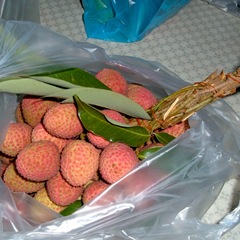 Lychee 050523-linchee