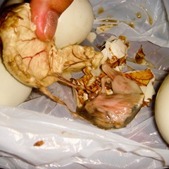071229-balawt-partially-developed-eggs-inside