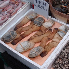 080421-geoduck