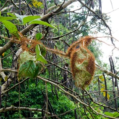 060407-red-ant-nest