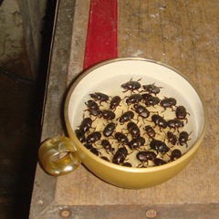 Tasty little critters 071013-edible-bugs