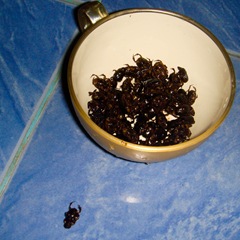 Ready to eat 071013-fried-bugs