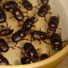 Stuck in the bowl 071013-tasty-bugs