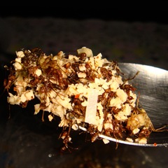 080510-miang-mot-daeng-ants-with-coconut-2