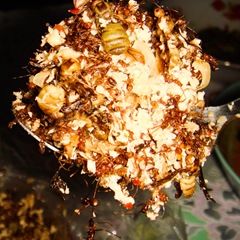 080510-miang-mot-daeng-ants-with-coconut-heap