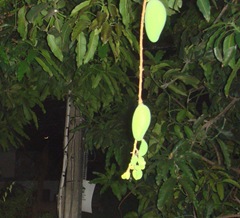 081201-mango-tree