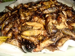 090619-stir-fried-insects-3