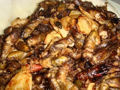 090619-stir-fried-insects-4