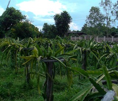 091019-dragon-fruit